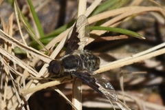 Hemipenthes edwardsii
