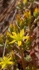 Sedum debile