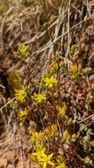 Sedum debile