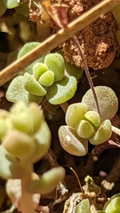 Sedum debile