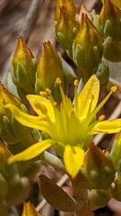Sedum debile