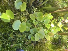 Regnellidium diphyllum