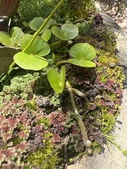 Regnellidium diphyllum