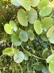 Regnellidium diphyllum