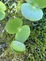 Regnellidium diphyllum