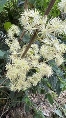Clematis haenkeana