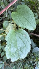 Clematis haenkeana