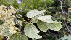 Clematis haenkeana