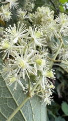 Clematis haenkeana