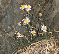 Erigeron breweri porphyreticus
