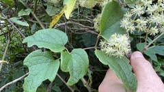 Clematis haenkeana