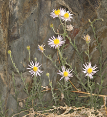 Erigeron breweri porphyreticus