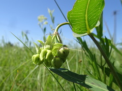 Asclepias meadii