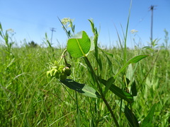 Asclepias meadii
