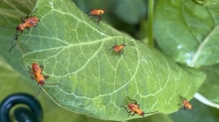 Oncopeltus fasciatus