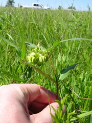 Asclepias meadii