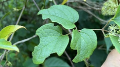 Clematis haenkeana