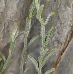 Erigeron breweri porphyreticus