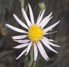 Erigeron breweri porphyreticus