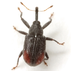 Anthonomus suturalis