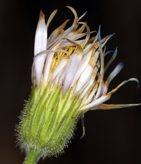 Erigeron breweri porphyreticus
