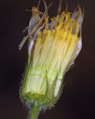 Erigeron breweri porphyreticus