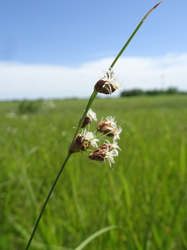Image of Fimbristylis puberula by (c) Thomas Koffel, some rights reserved (CC BY)