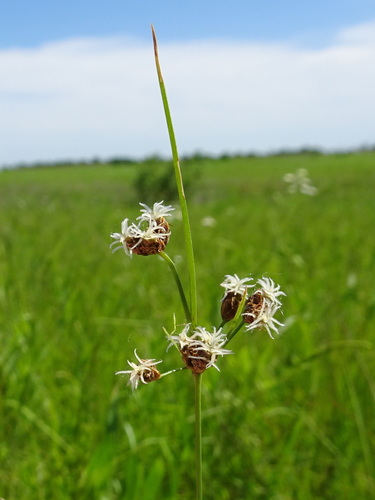 Image of Fimbristylis puberula by (c) Thomas Koffel, some rights reserved (CC BY)