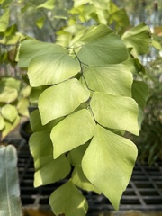 Adiantum peruvianum