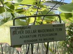 Adiantum peruvianum