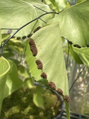 Adiantum peruvianum