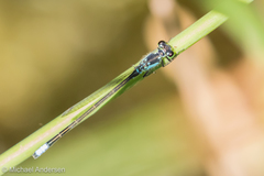 Ischnura damula