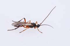 Rogadinae