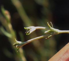 Eriogonum fasciculatum foliolosum