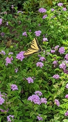 Papilio rutulus