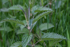 Laportea alatipes