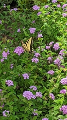 Papilio rutulus