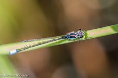 Ischnura damula