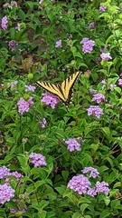 Papilio rutulus