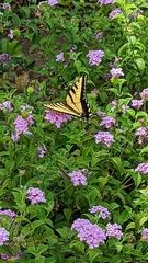 Papilio rutulus