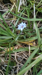 Gentiana quadrifaria