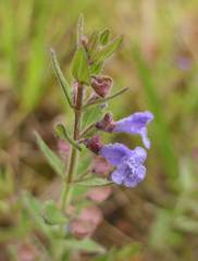Scutellaria parvula