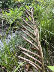 Pentarhizidium orientale
