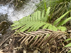 Pentarhizidium orientale
