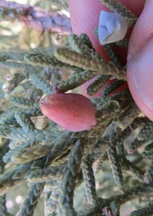 Walshomyia juniperina