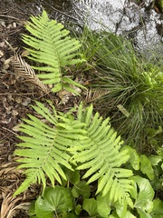 Pentarhizidium orientale