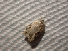 Acleris cornana