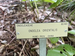 Pentarhizidium orientale