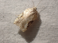 Acleris cornana