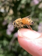 Apis mellifera